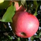 Описание и характеристики сорта яблонь июльское черненко, история и выращивание Описание сорта Ренет Черненко