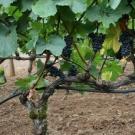 Виноград осенью: обрезка, посадка и уход